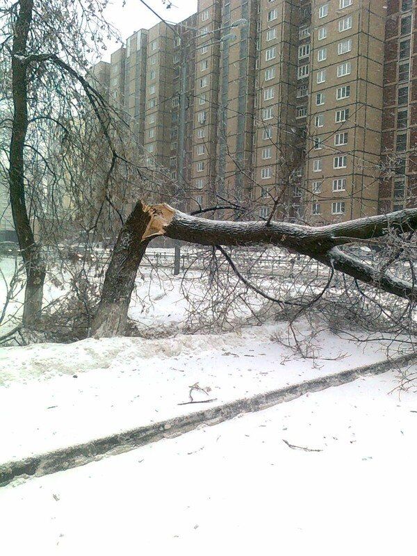 Последствия ледяного дождя в Москве Последствия ледяного дождя в Москве