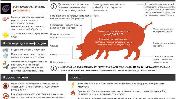 Африканская чума свиней: причины и последствия Африканская чума свиней: причины и последствия