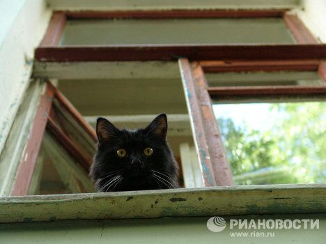 Черный кот- житель Булгаковского дома Черный кот- житель Булгаковского дома
