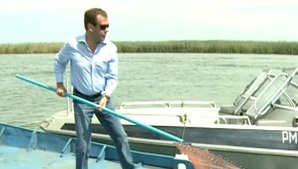 Медведев выпустил в Волгу сотню молодых осетровых Медведев выпустил в Волгу сотню молодых осетровых