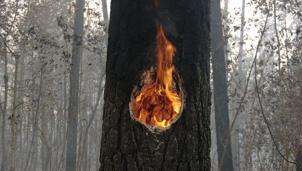 Лесные пожары Лесные пожары