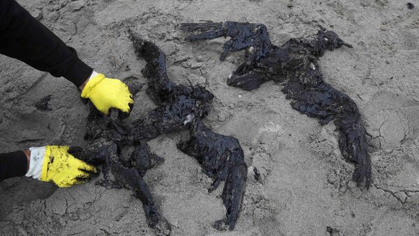 Последствия утечки нефтепродуктов из контейнеровоза на северо-восточном побережья Новой Зеландии Последствия утечки нефтепродуктов из контейнеровоза на северо-восточном побережья Новой Зеландии