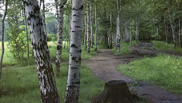 Березовая роща. Архивное фото Березовая роща. Архивное фото