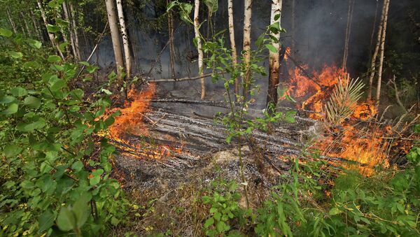 Пожары в лесах Томской области Пожары в лесах Томской области