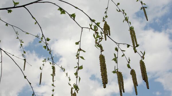 Москвичей предупредили о пике цветения аллергенных растений