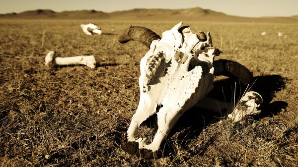 Череп и кости в пустыне Череп и кости в пустыне