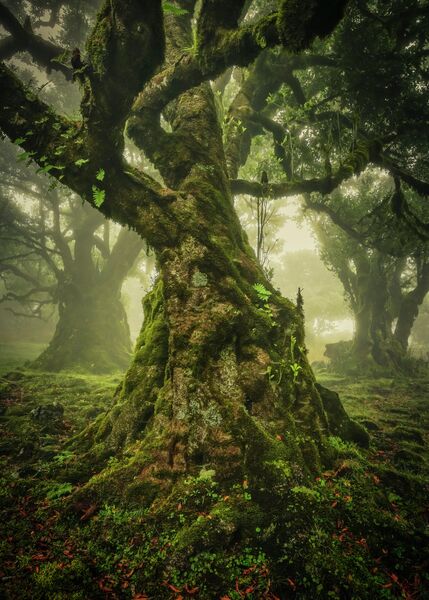 Anke Butawitsch. ТОП-101 конкурса The International Landscape Photographer of the Year 2019 Anke Butawitsch. ТОП-101 конкурса The International Landscape Photographer of the Year 2019