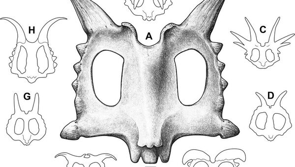 Реконструированный череп Xenoceratops foremostensis. Иллюстрация авторов статьи Реконструированный череп Xenoceratops foremostensis. Иллюстрация авторов статьи