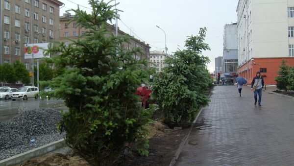 Новые ели начали сажать перед зданием РЖД в центре Новосибирска Новые ели начали сажать перед зданием РЖД в центре Новосибирска