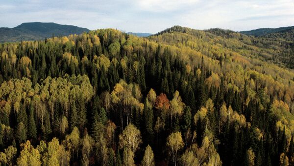 Лес. Архив Лес. Архив