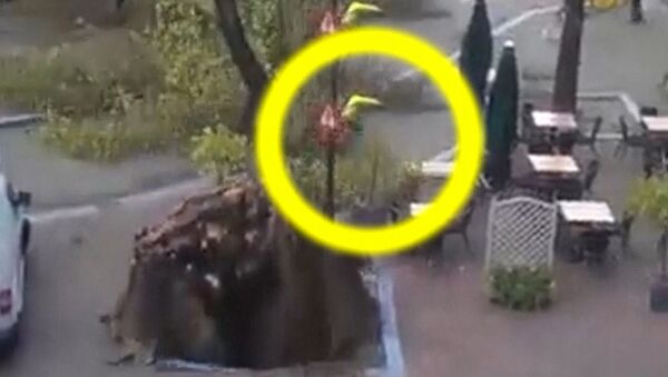 Велосипедист чудом спасся от вырванного ветром дерева в Амстердаме Велосипедист чудом спасся от вырванного ветром дерева в Амстердаме