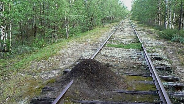 Муравейник на заброшенной железной дороге, архивное фото Муравейник на заброшенной железной дороге, архивное фото