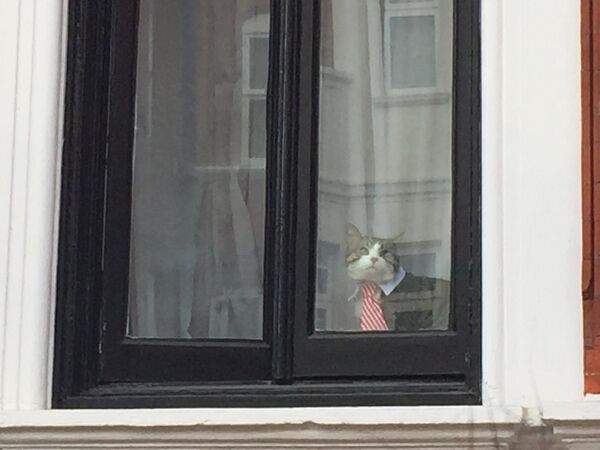 Кот Джулиана Ассанжа Кот Джулиана Ассанжа