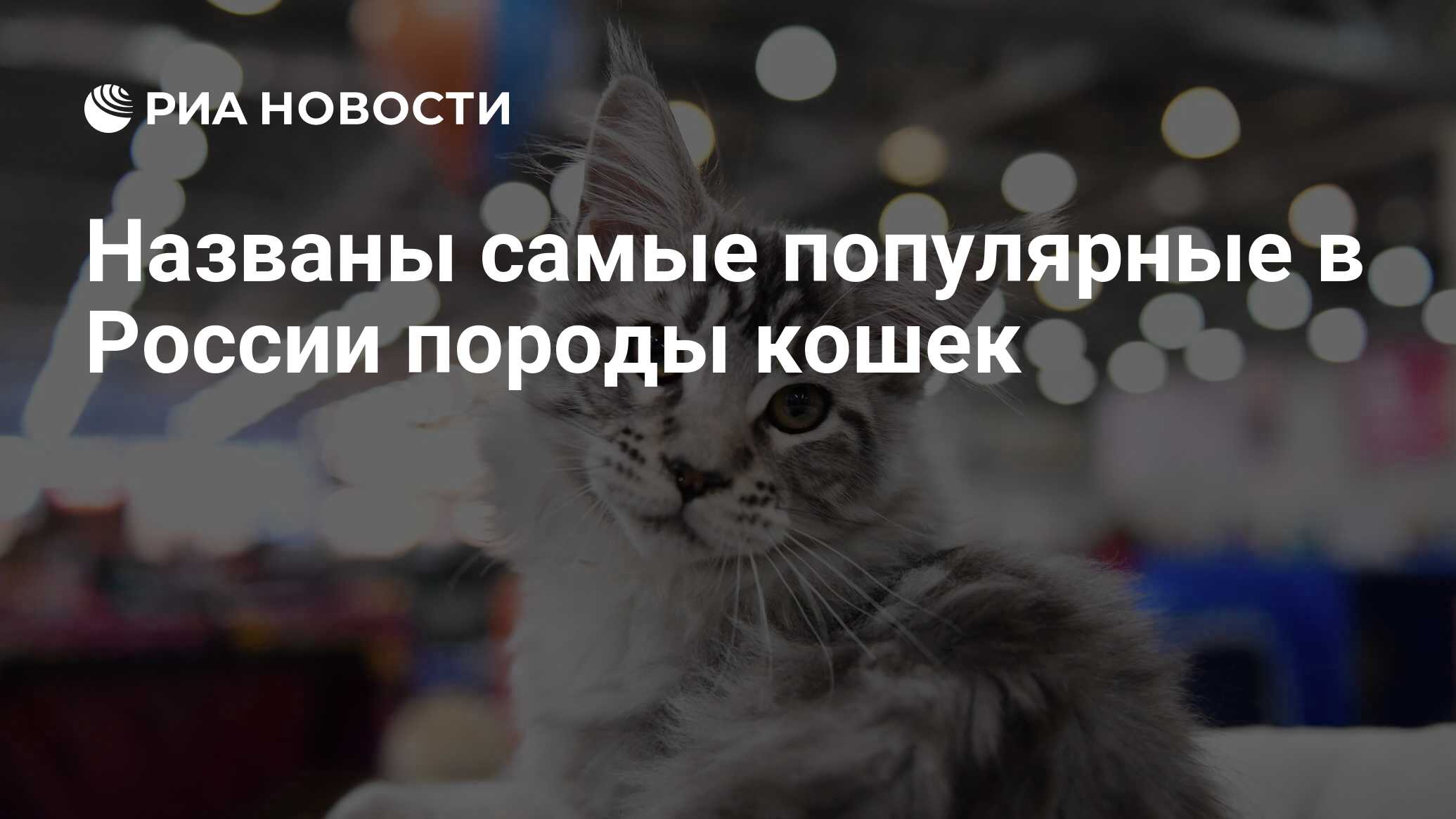 коронавирус у кошек последствия коронавирус у кошек последствия