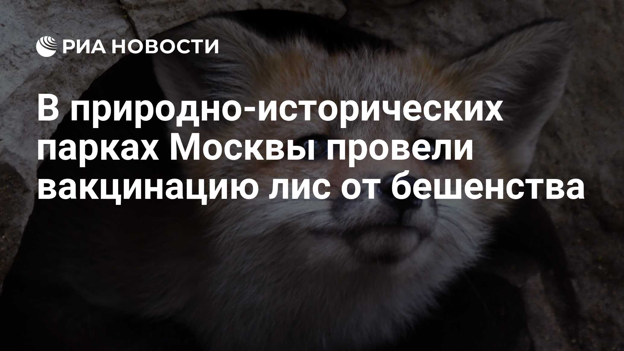 Прививка от бешенство лисе Прививка от бешенство лисе thumbnail